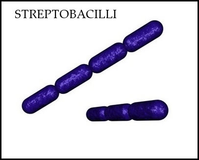 streptobacilli